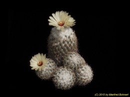 Coryphantha pallida 1500